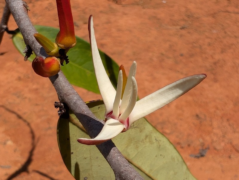 Xylopia surinamensis photo 2