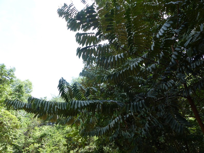 Xylopia surinamensis photo 3