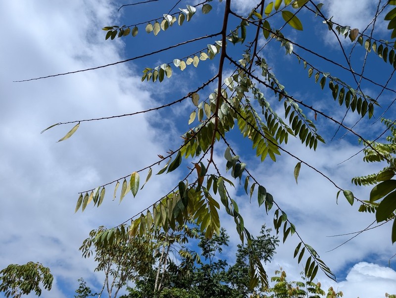Xylopia surinamensis photo 4