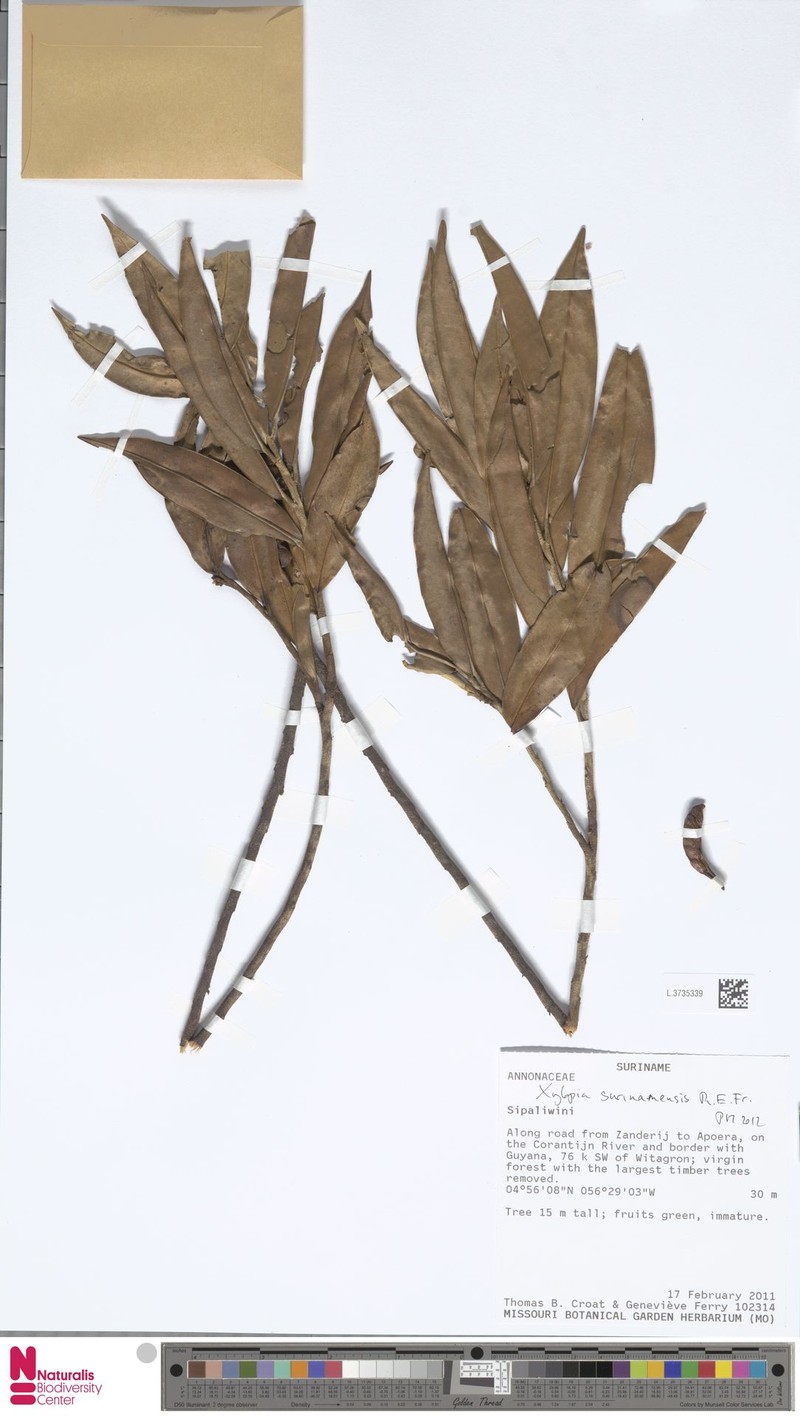 Xylopia surinamensis photo 5
