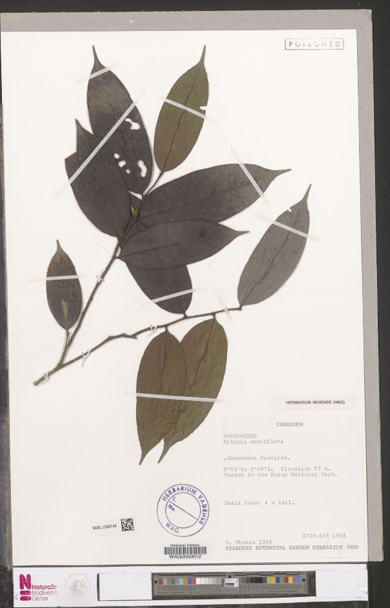Xylopia talbotii