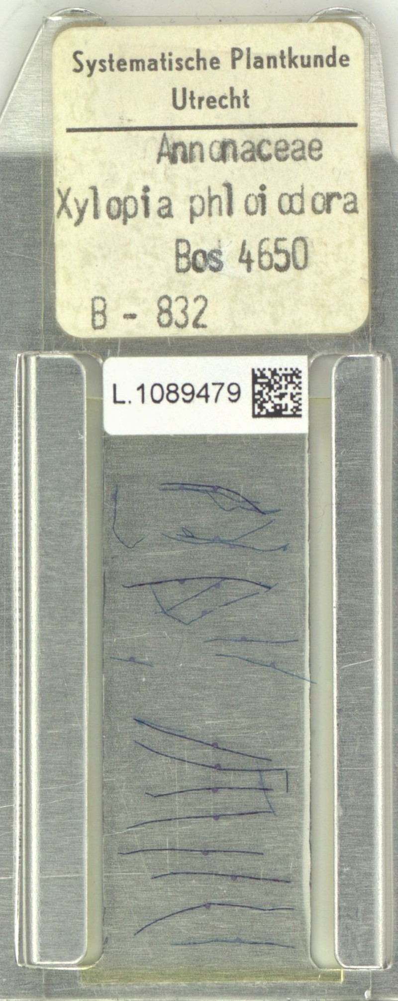 Xylopia talbotii photo 3
