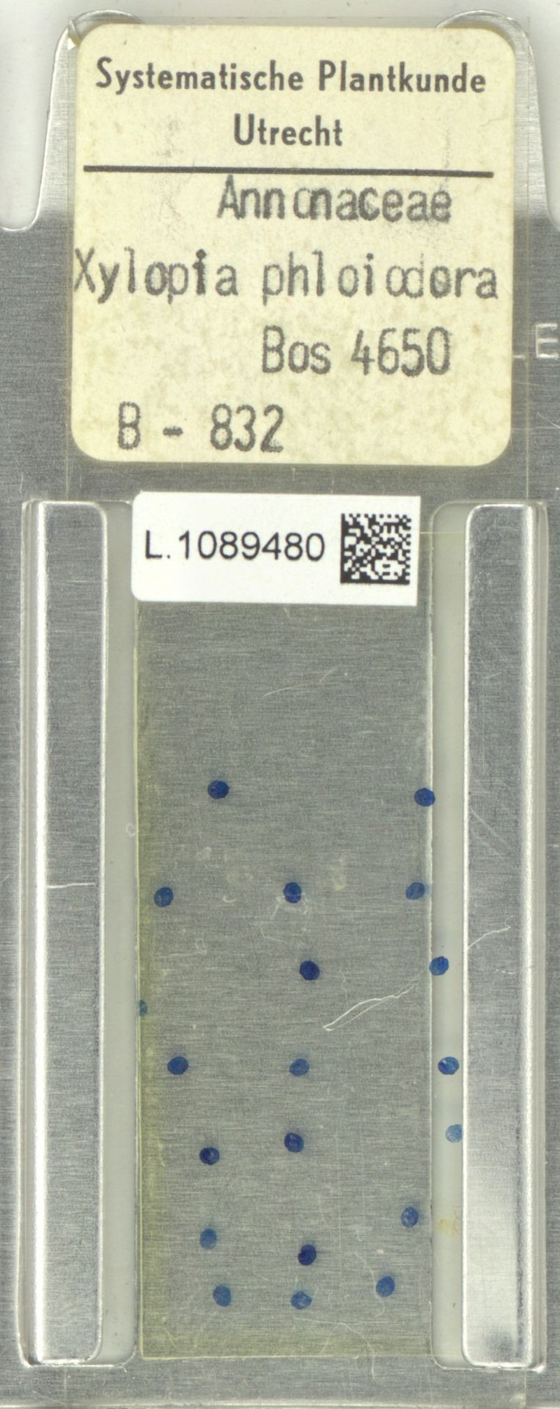 Xylopia talbotii photo 4