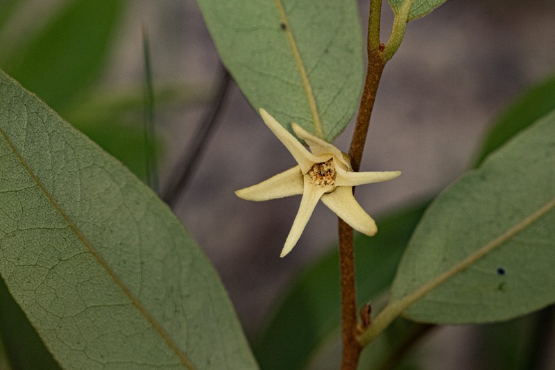 Xylopia tomentosa