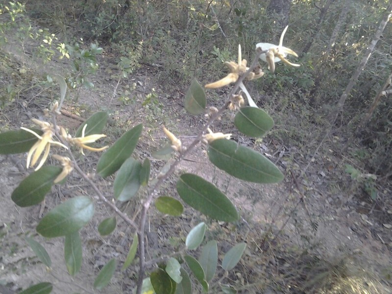 Xylopia tomentosa photo 2
