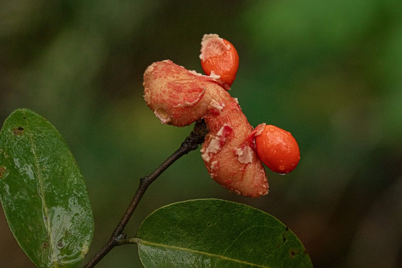 Xylopia tomentosa photo 3