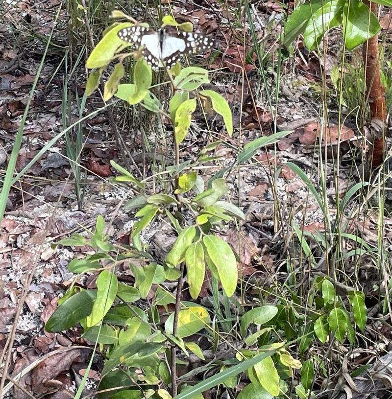 Xylopia tomentosa photo 4