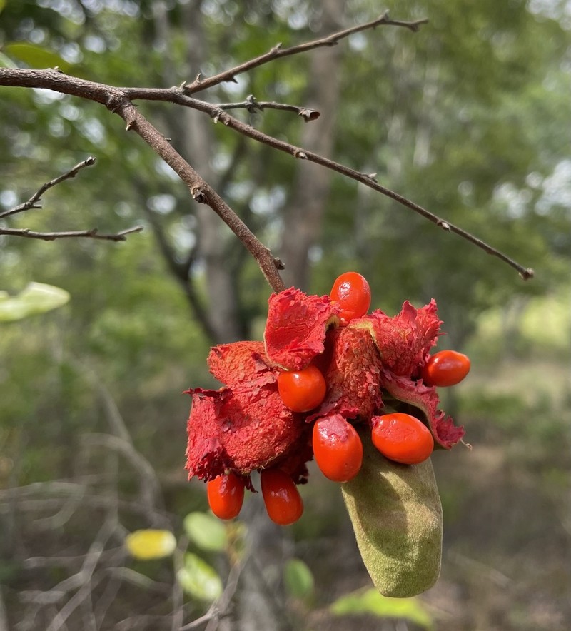 Xylopia tomentosa photo 5