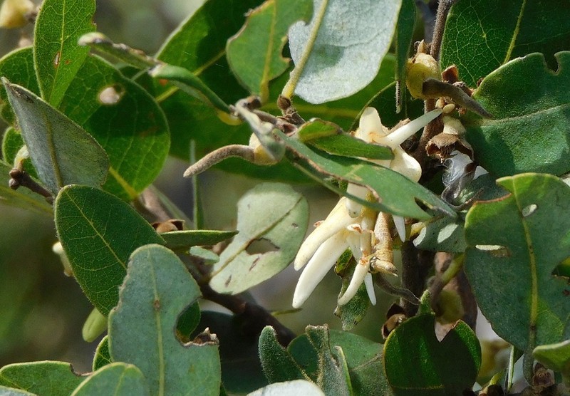 Xylopia tomentosa photo 6