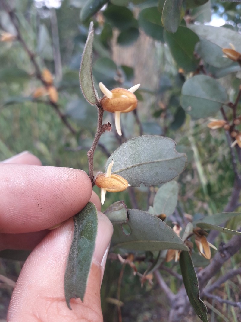 Xylopia tomentosa photo 7