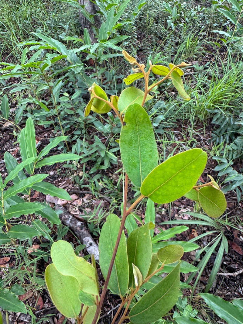 Xylopia tomentosa photo 8