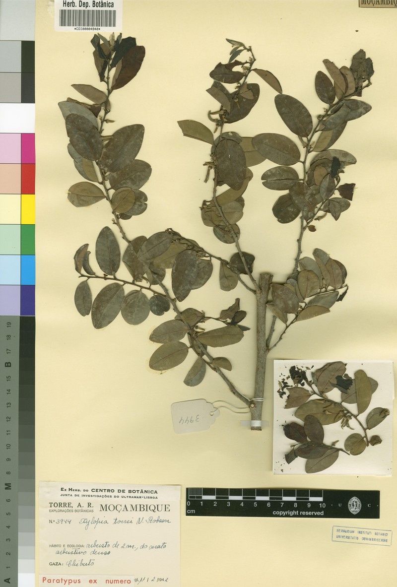 Xylopia torrei