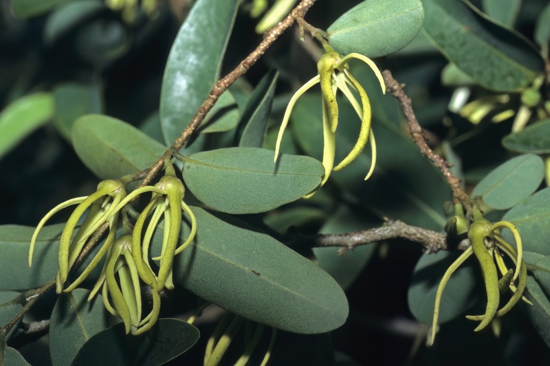 Xylopia torrei photo 6