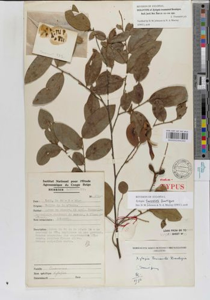 Xylopia toussaintii