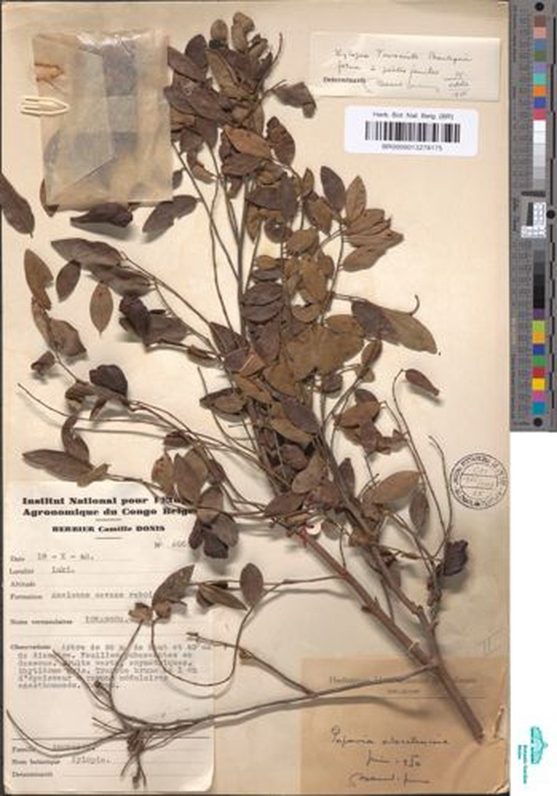 Xylopia toussaintii photo 2