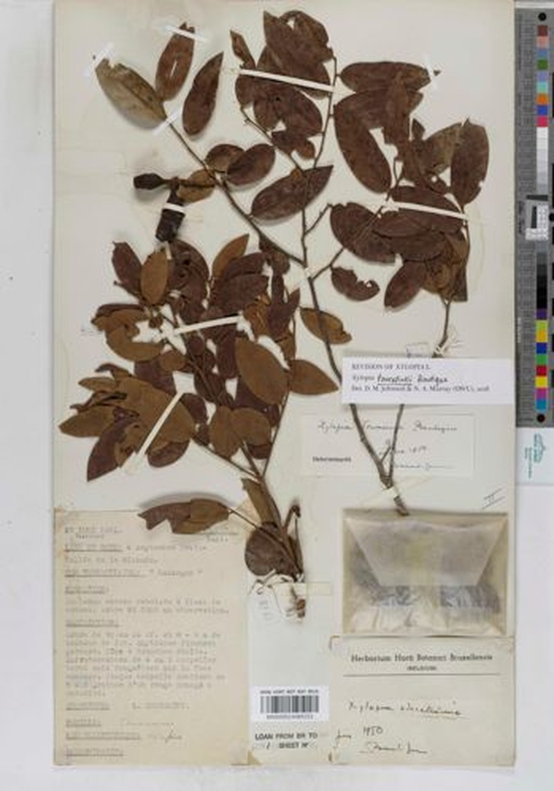 Xylopia toussaintii photo 3