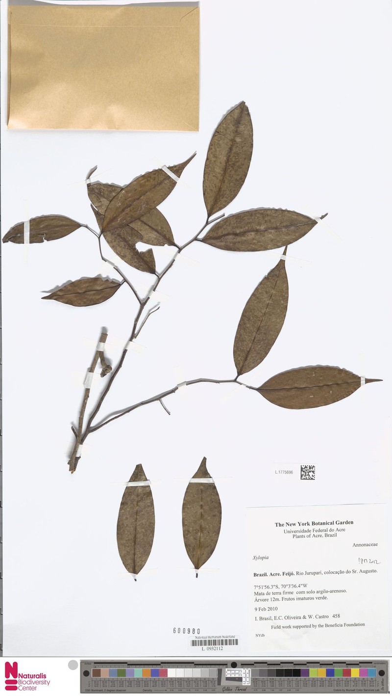 Xylopia trichostemon