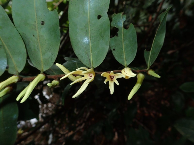 Xylopia unguiculata