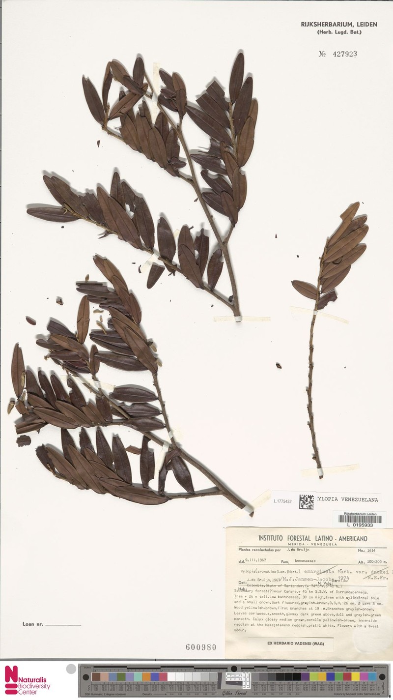 Xylopia venezuelana