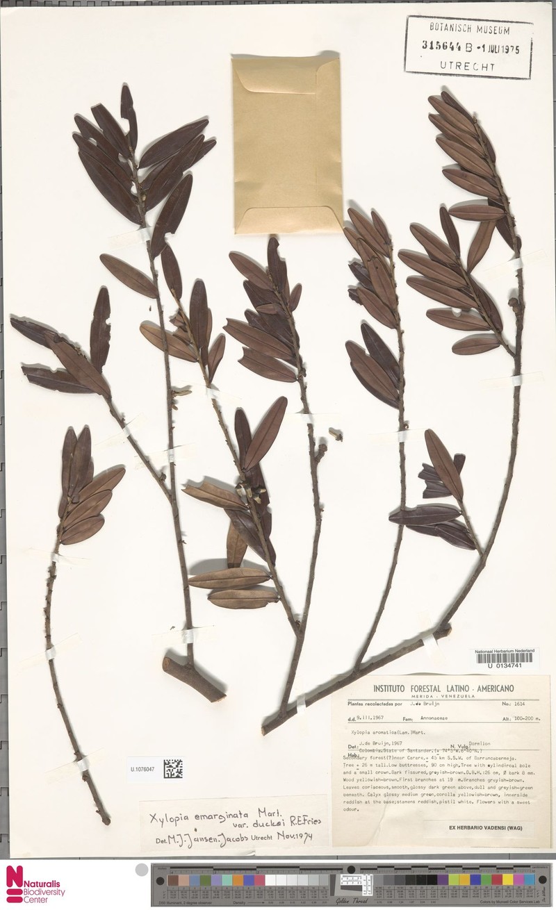 Xylopia venezuelana photo 2