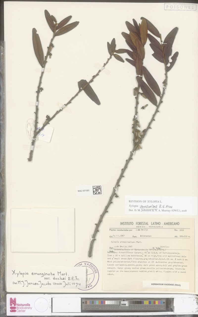 Xylopia venezuelana photo 4