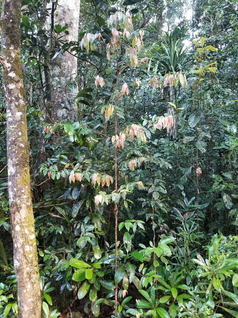 Xylopia vieillardii