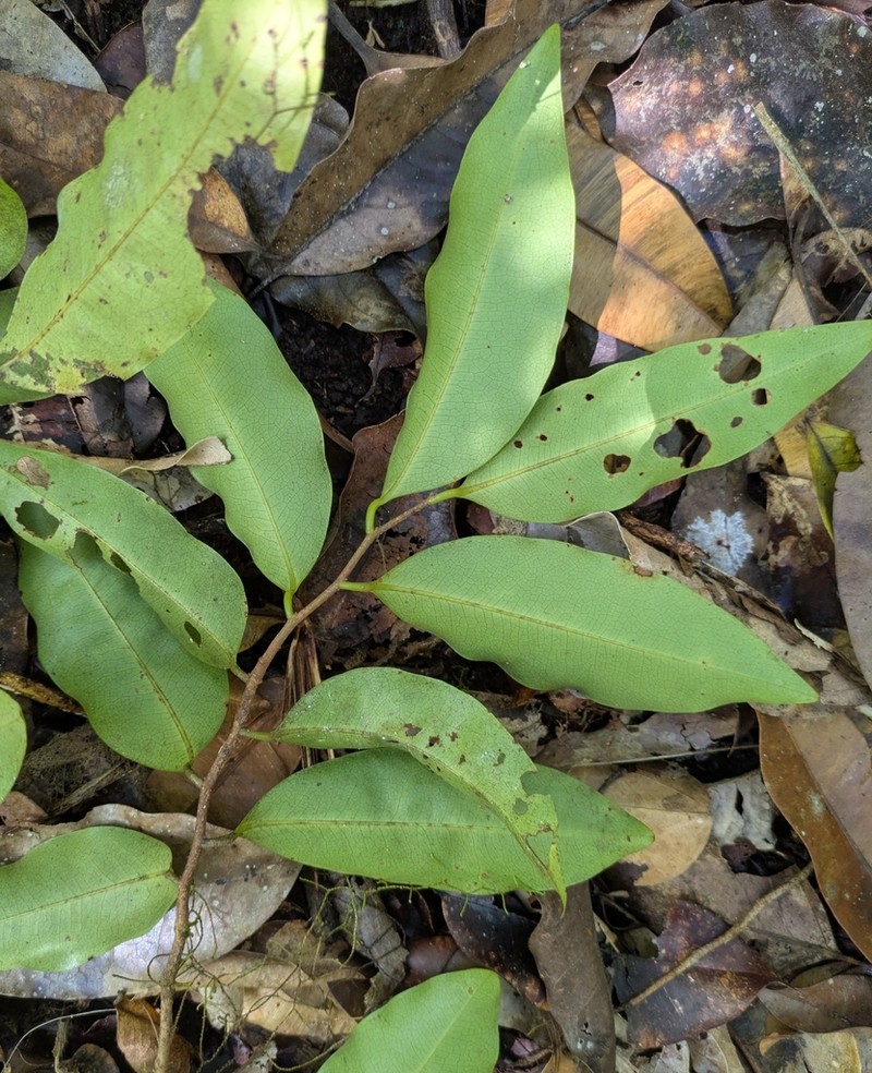 Xylopia vieillardii photo 2