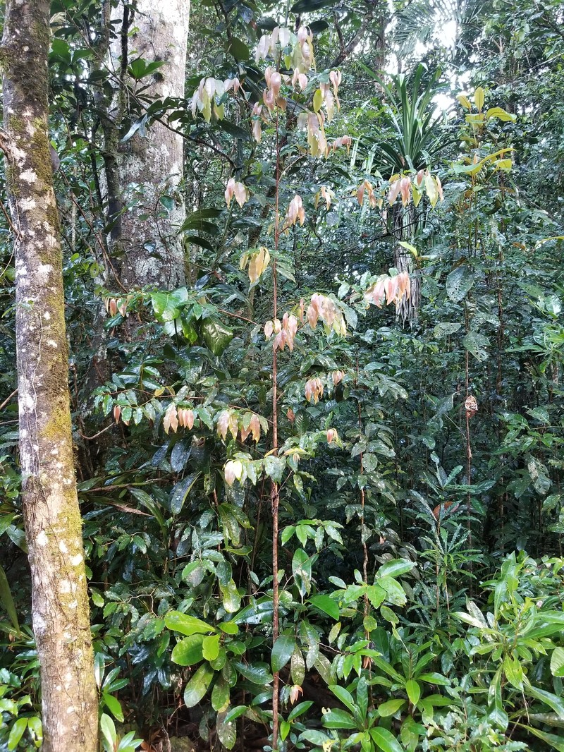 Xylopia vieillardii photo 4