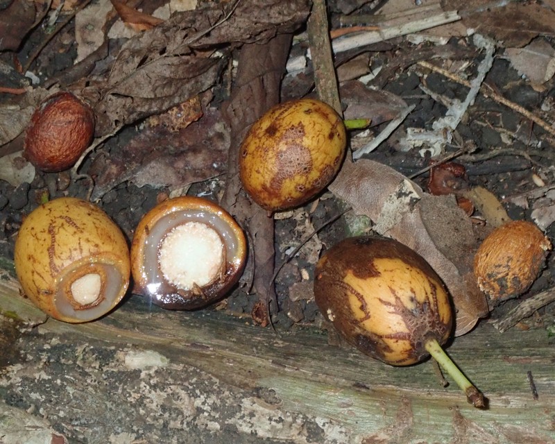 Xylopia vielana