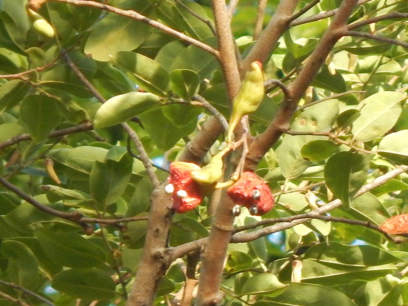 Xylopia vielana photo 4