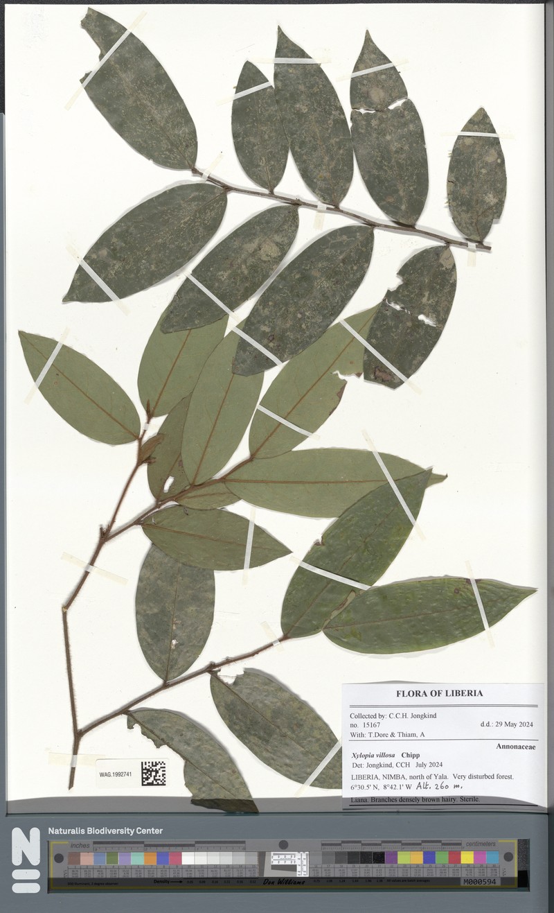 Xylopia villosa