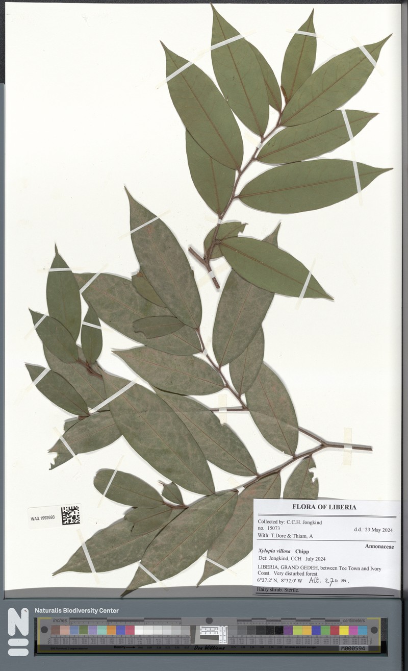 Xylopia villosa photo 2