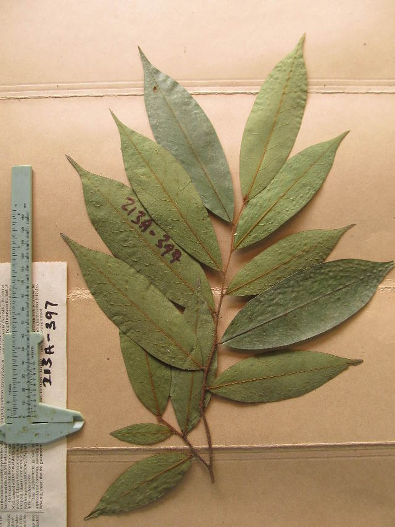 Xylopia villosa photo 3