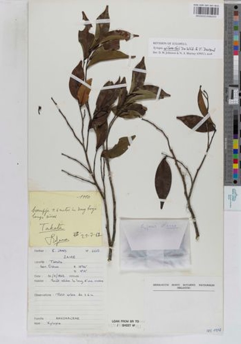 Xylopia wilwerthii