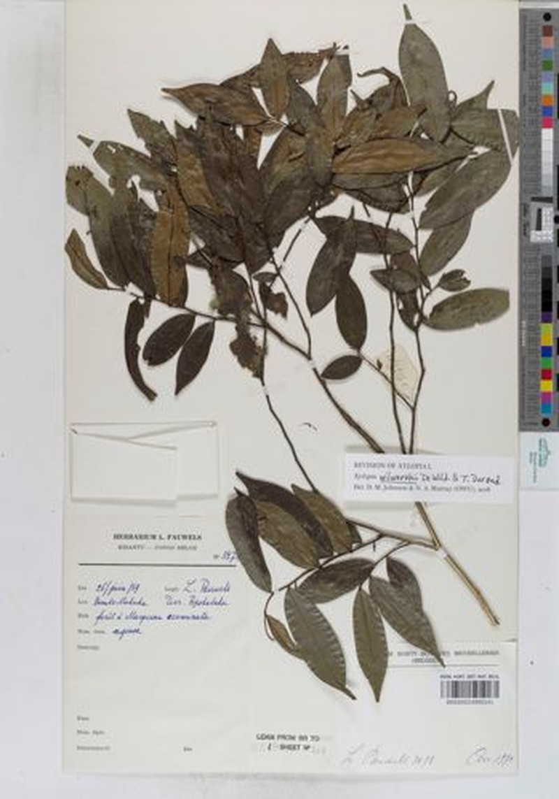 Xylopia wilwerthii photo 2