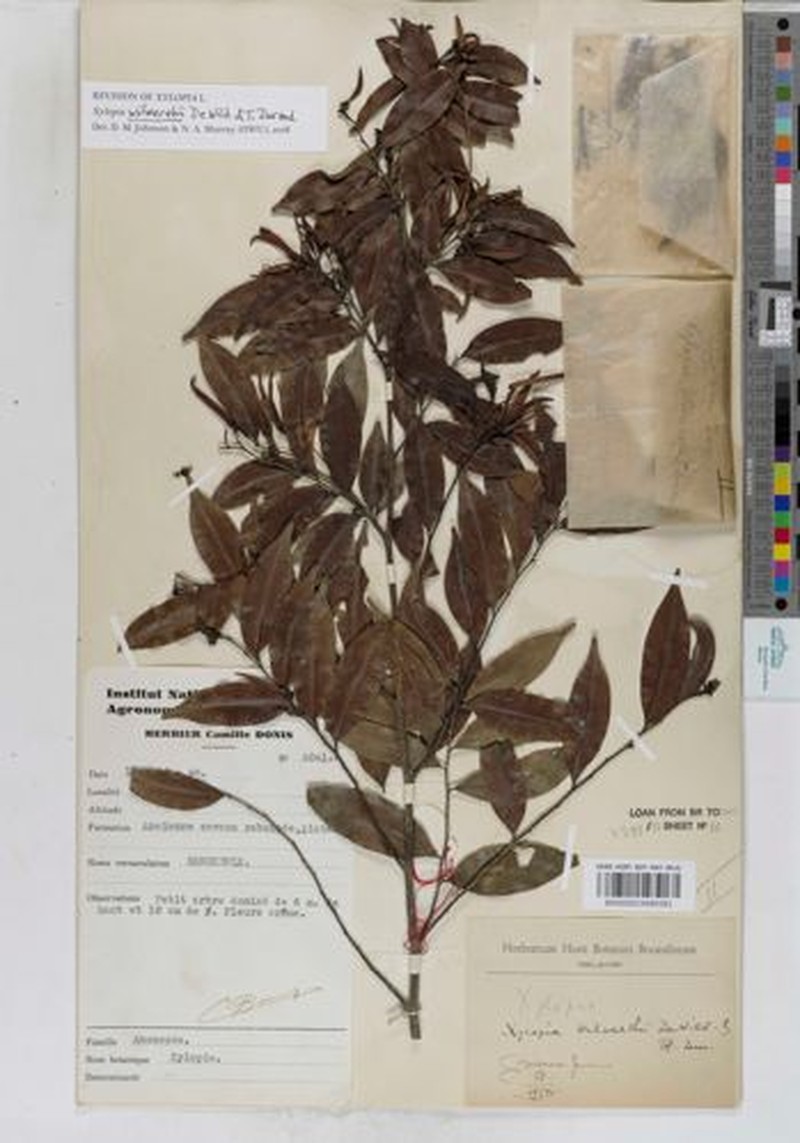 Xylopia wilwerthii photo 4