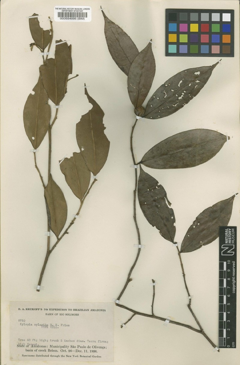 Xylopia xylantha