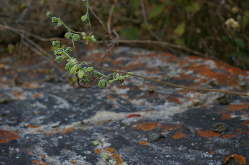 Xylopodia klaprothioides photo 2