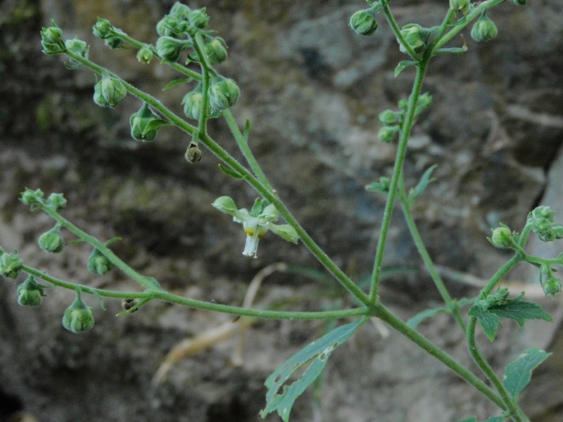 Xylopodia laurensis photo 2