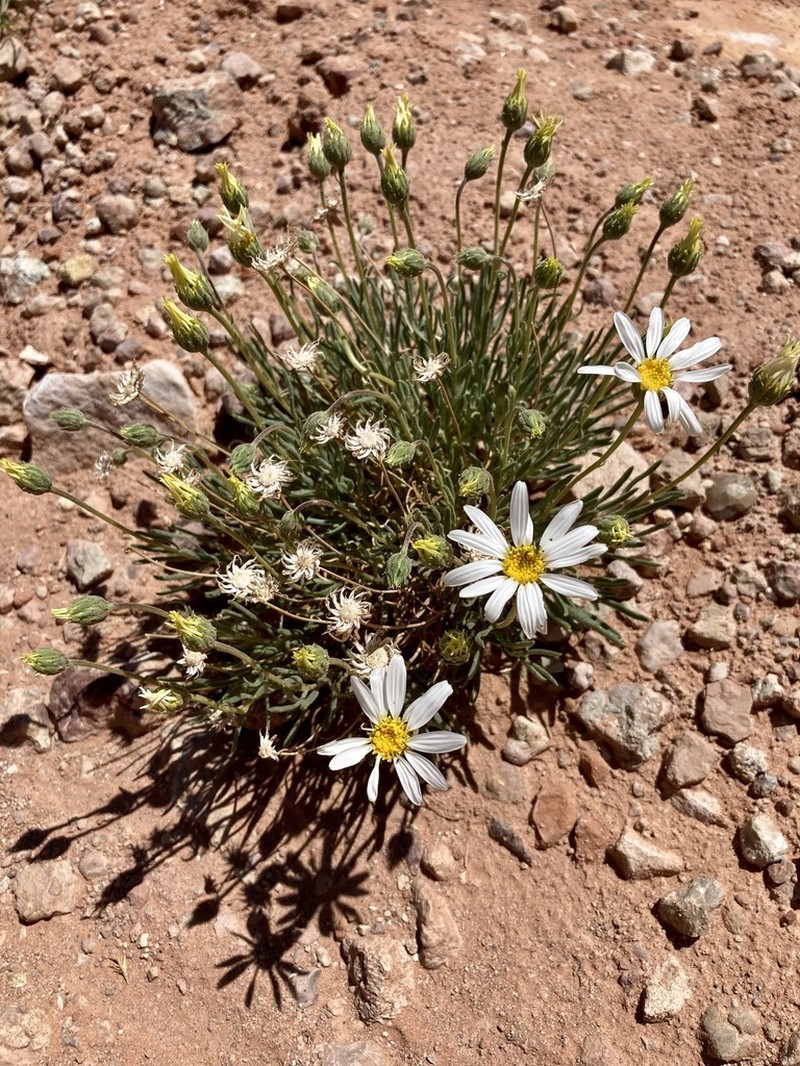 Cronquist's Woodyaster photo 2