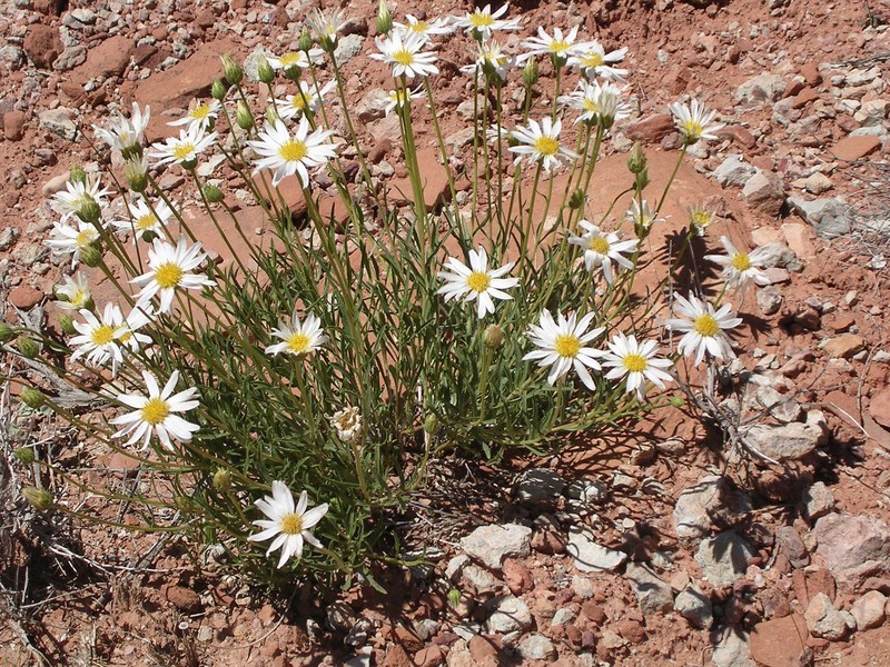 Cronquist's Woodyaster photo 4