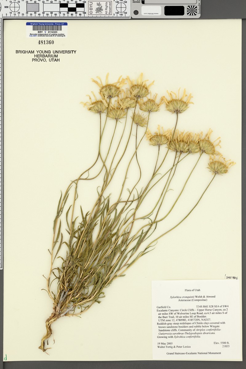 Cronquist's Woodyaster photo 5