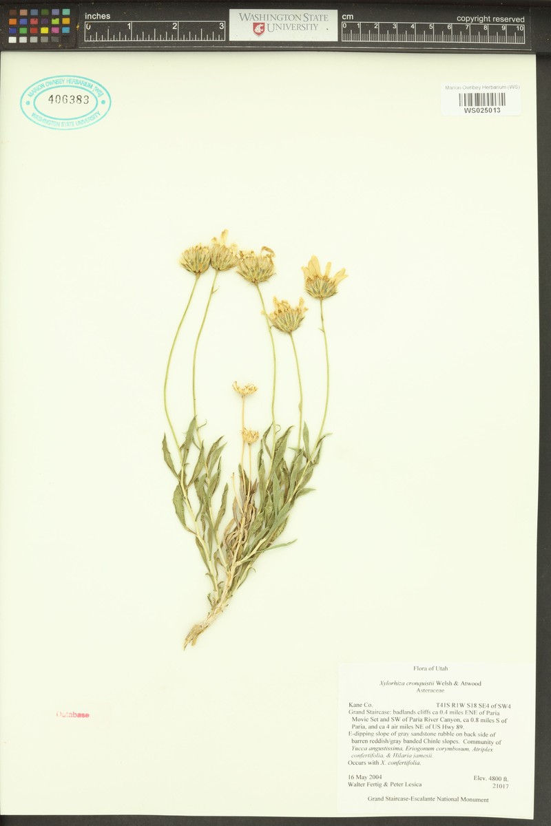 Cronquist's Woodyaster photo 6