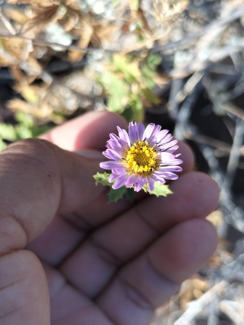 Xylorhiza frutescens photo 5