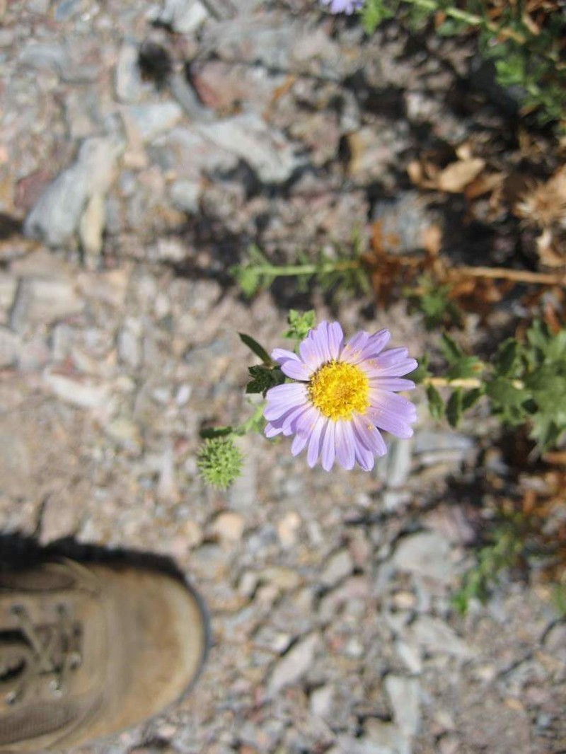 Xylorhiza frutescens photo 7