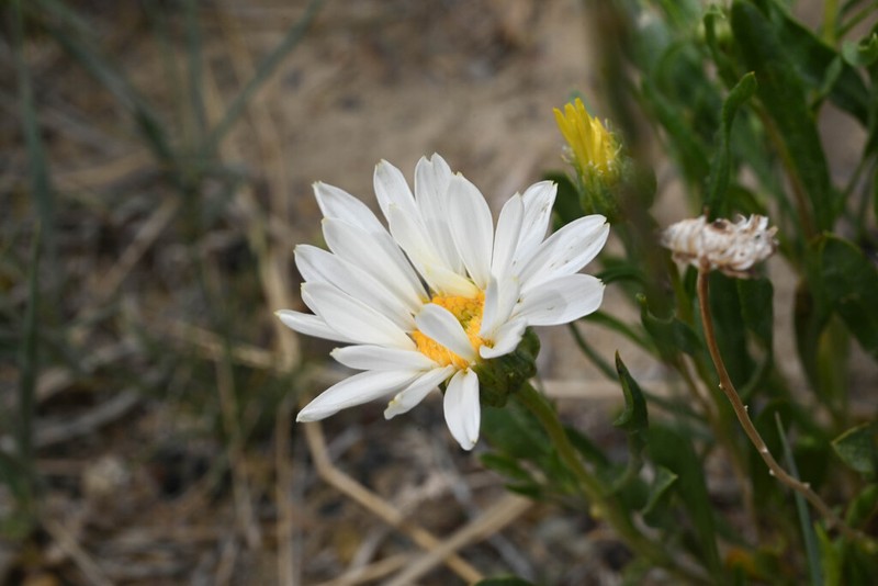 Smooth Woodyaster photo 8