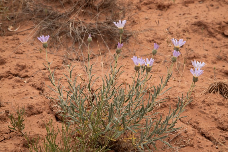 Xylorhiza linearifolia photo 2