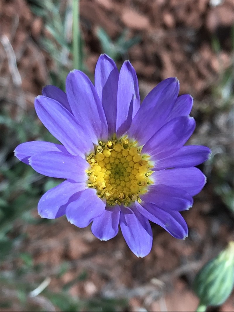 Xylorhiza linearifolia photo 3