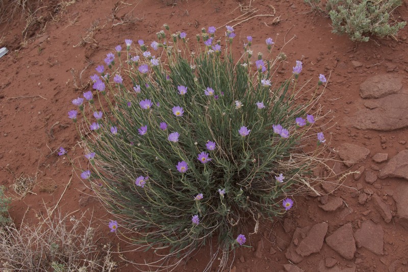 Xylorhiza linearifolia photo 5