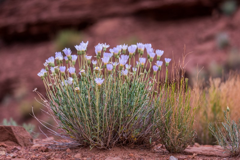 Xylorhiza linearifolia photo 6